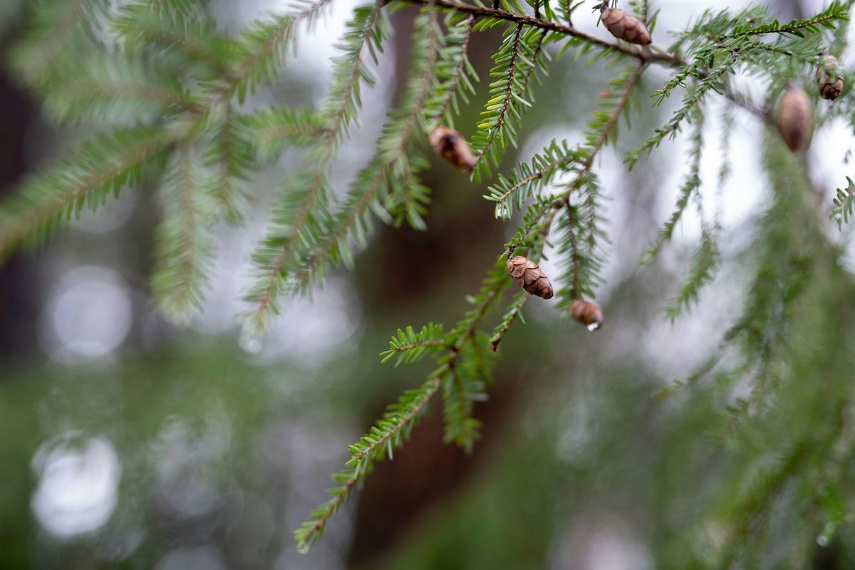 Tree Walk