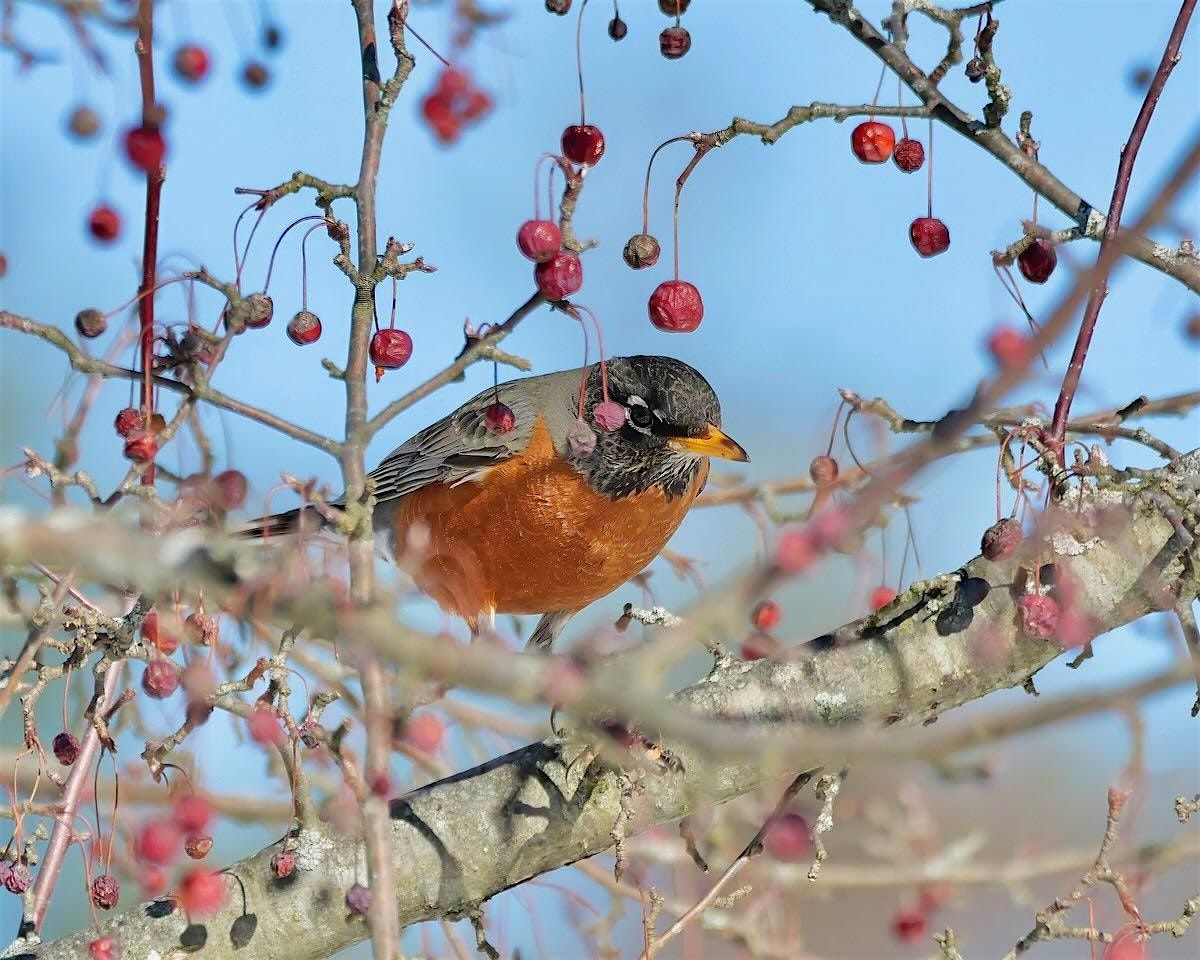 Understanding Bird Migration with the Mass Audubon Society
