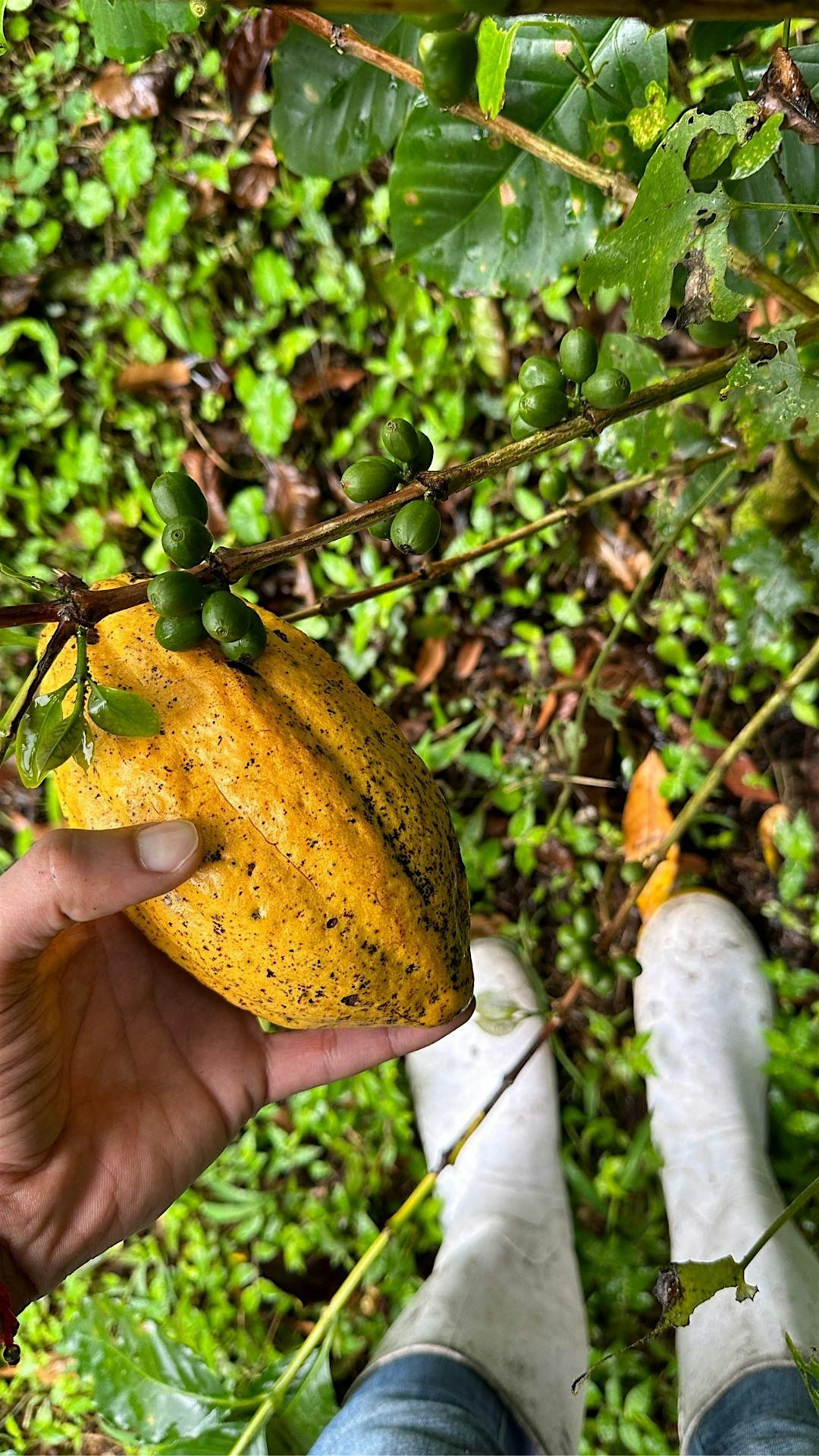 Oro Chocolate and Coffee Tour