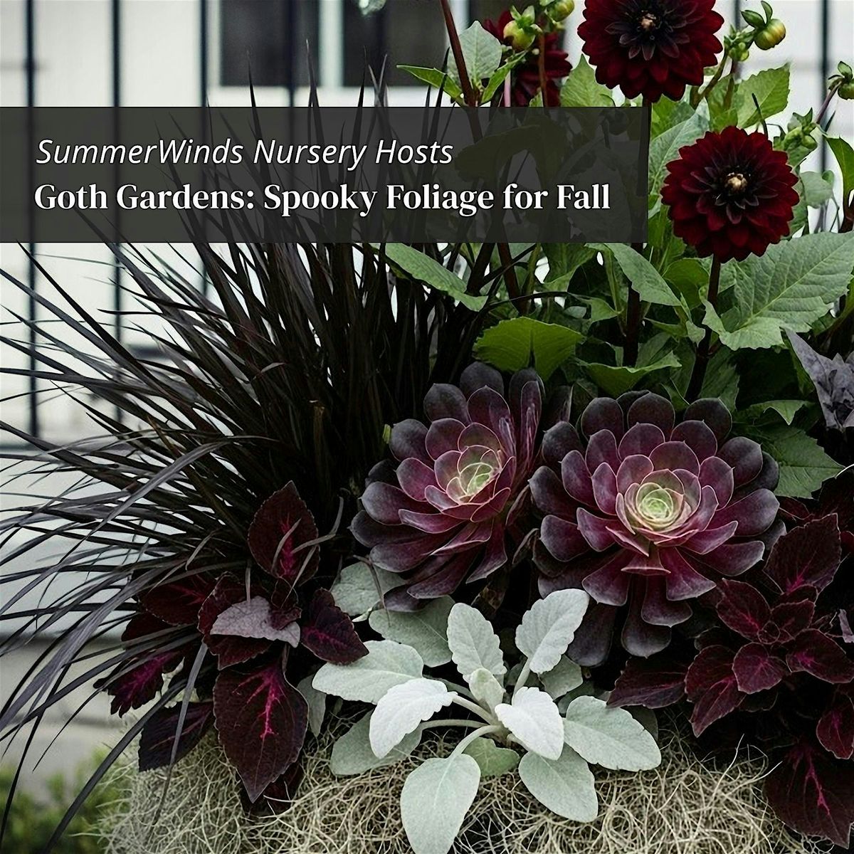 Goth Gardens: Spooky Foliage for Fall - Campbell