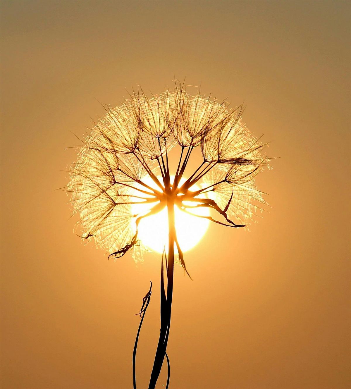 "Summer Solstice" Family Constellations Two-Day Workshop
