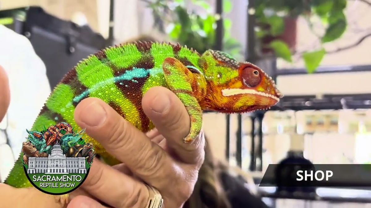 Sacramento Reptile Show
