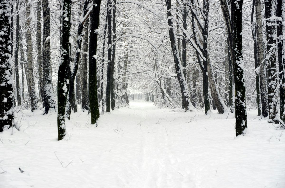 Reverie Baroque - Winter Dreams