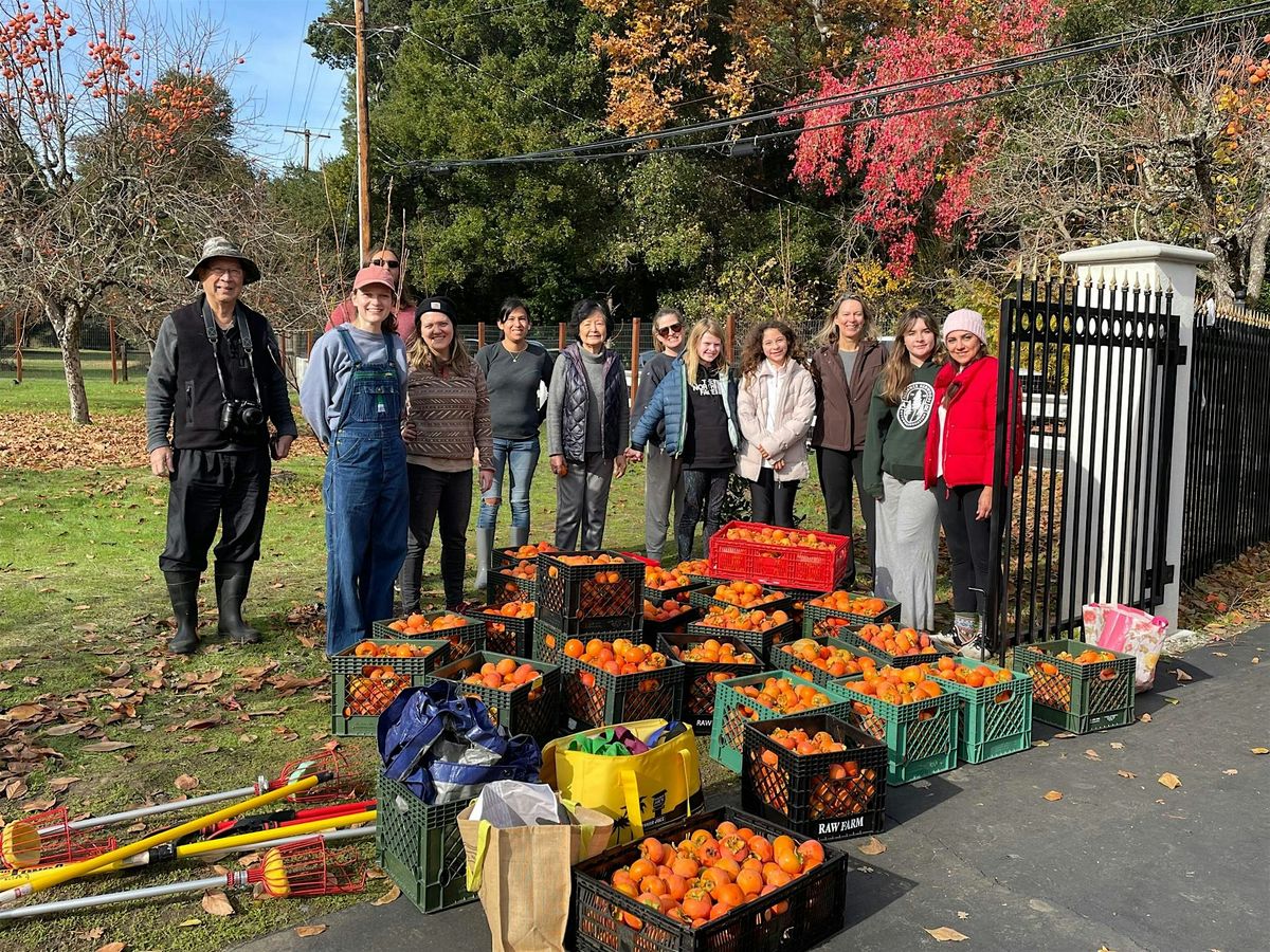 Contra Costa Fruit Rescue - BIG  FUYU SATURDAY  Martinez Area