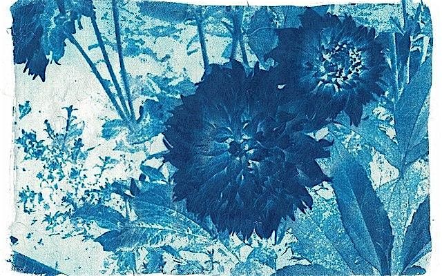 NWT Sweet Briar Marshes: Natural art - Winter cyanotypes