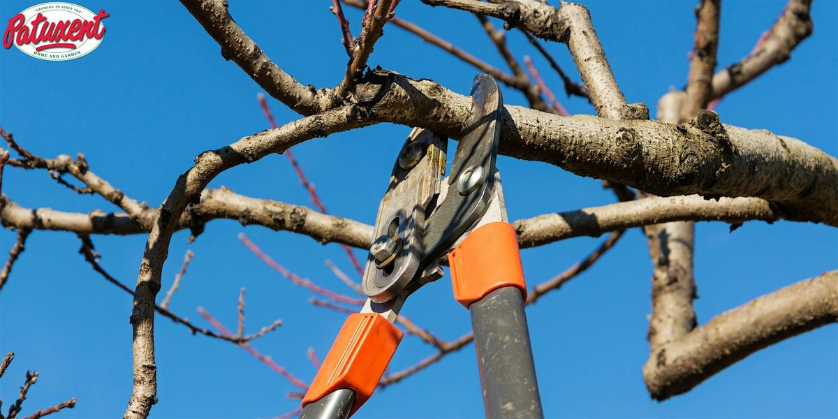 Deciduous Trees And Shrubs Pruning Seminar