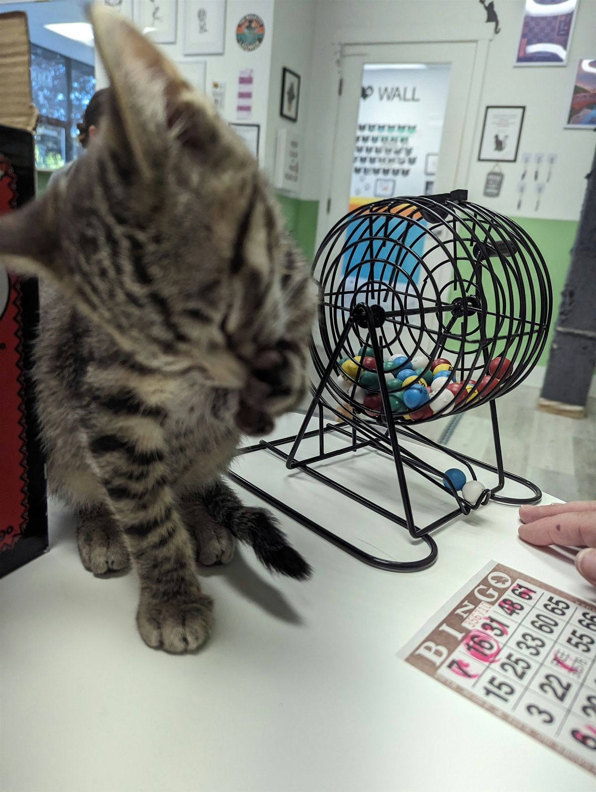 Kitty Bingo