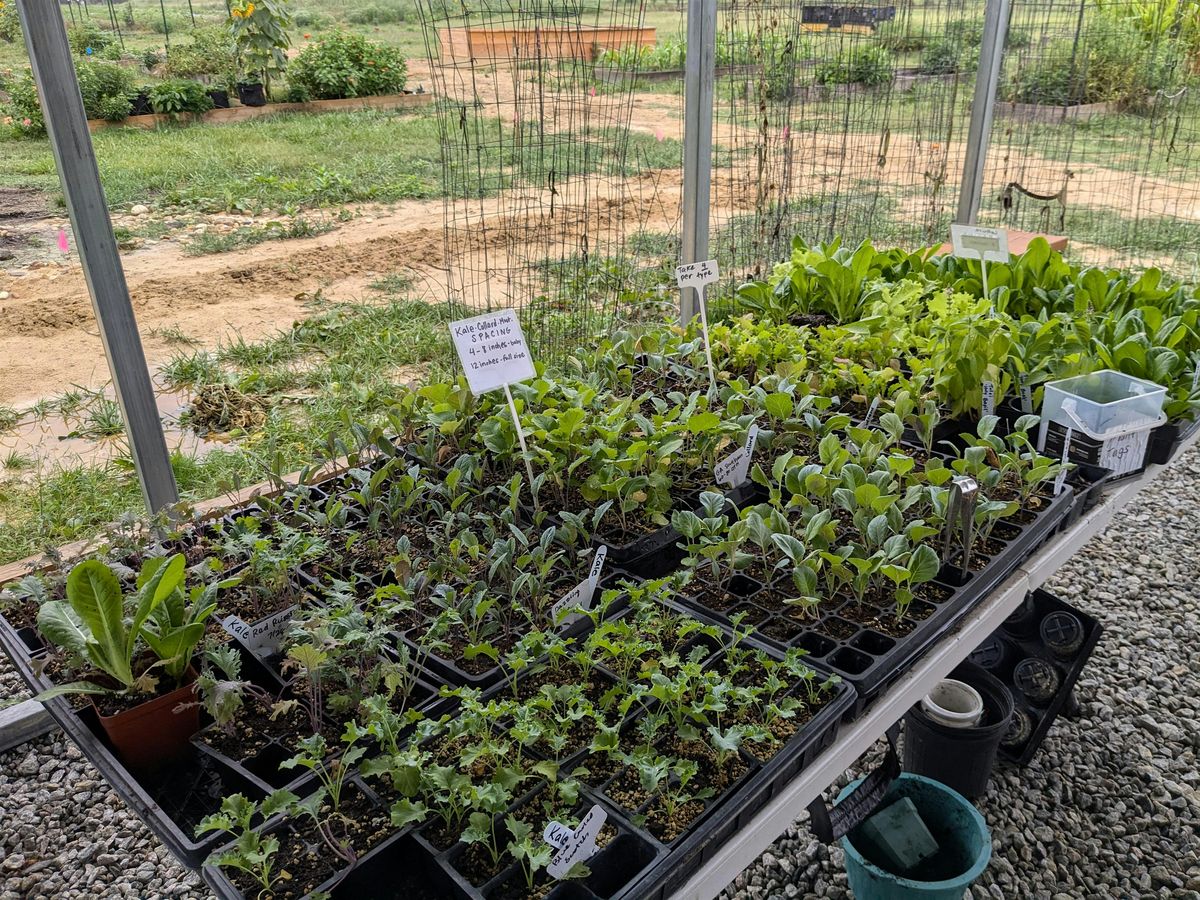 Planting Fall Vegetables and Cover Crops