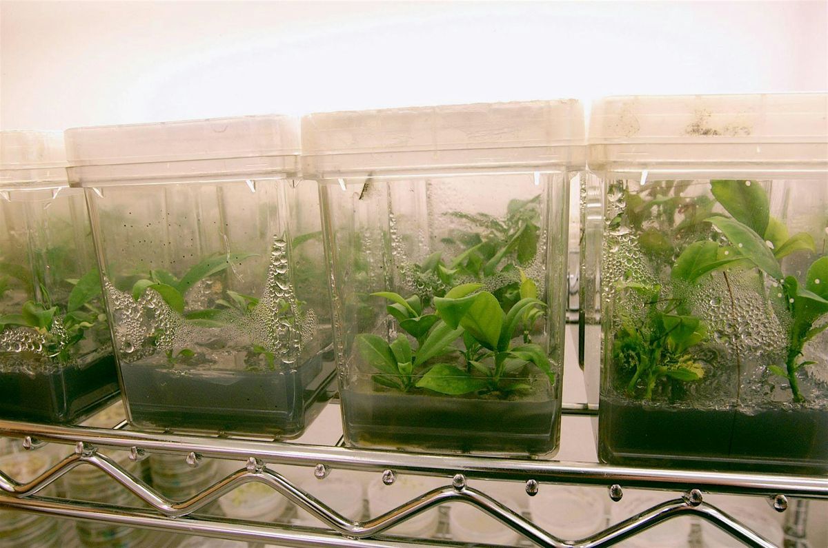 12-8-2025 Building and Caring for Terrariums