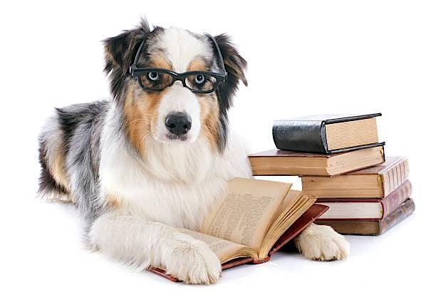 Reading with Shelter Dogs