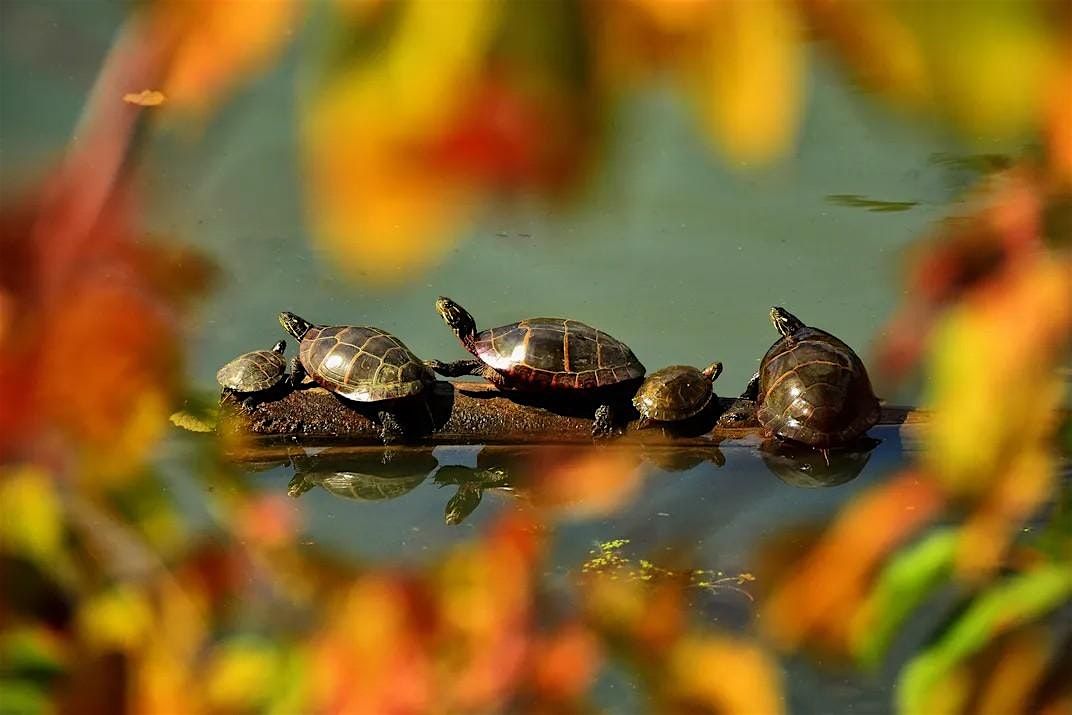 It's Turtle Time!