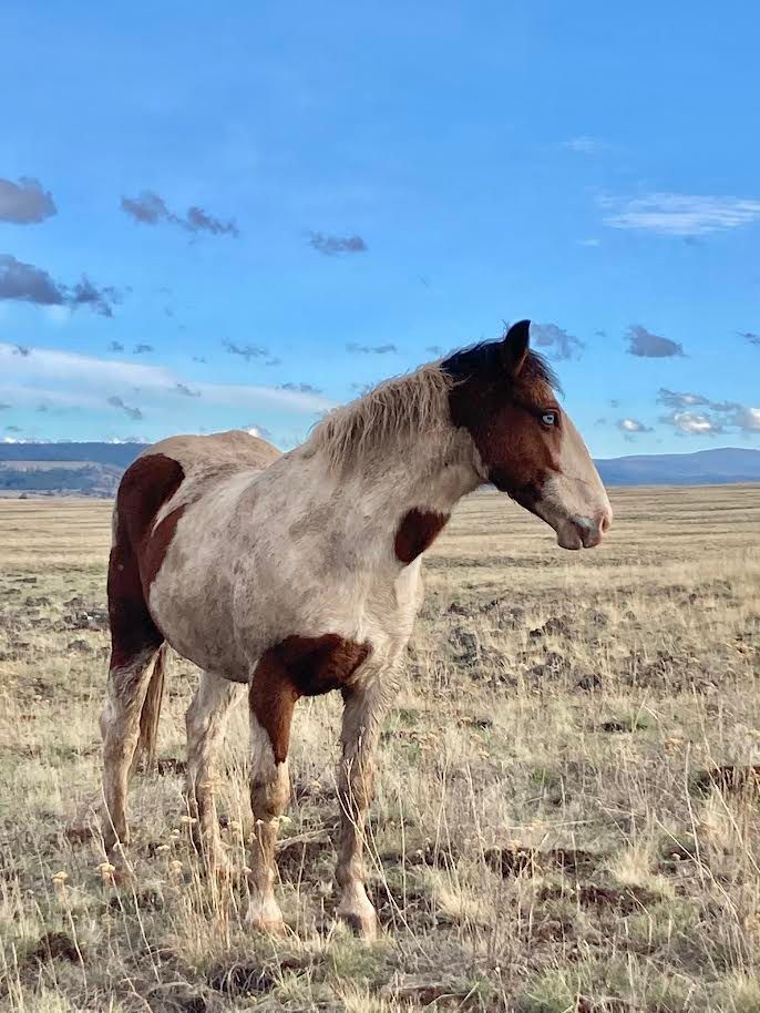 Hold Your Horses 611 Main Street, Vancouver, WA June 1, 2023