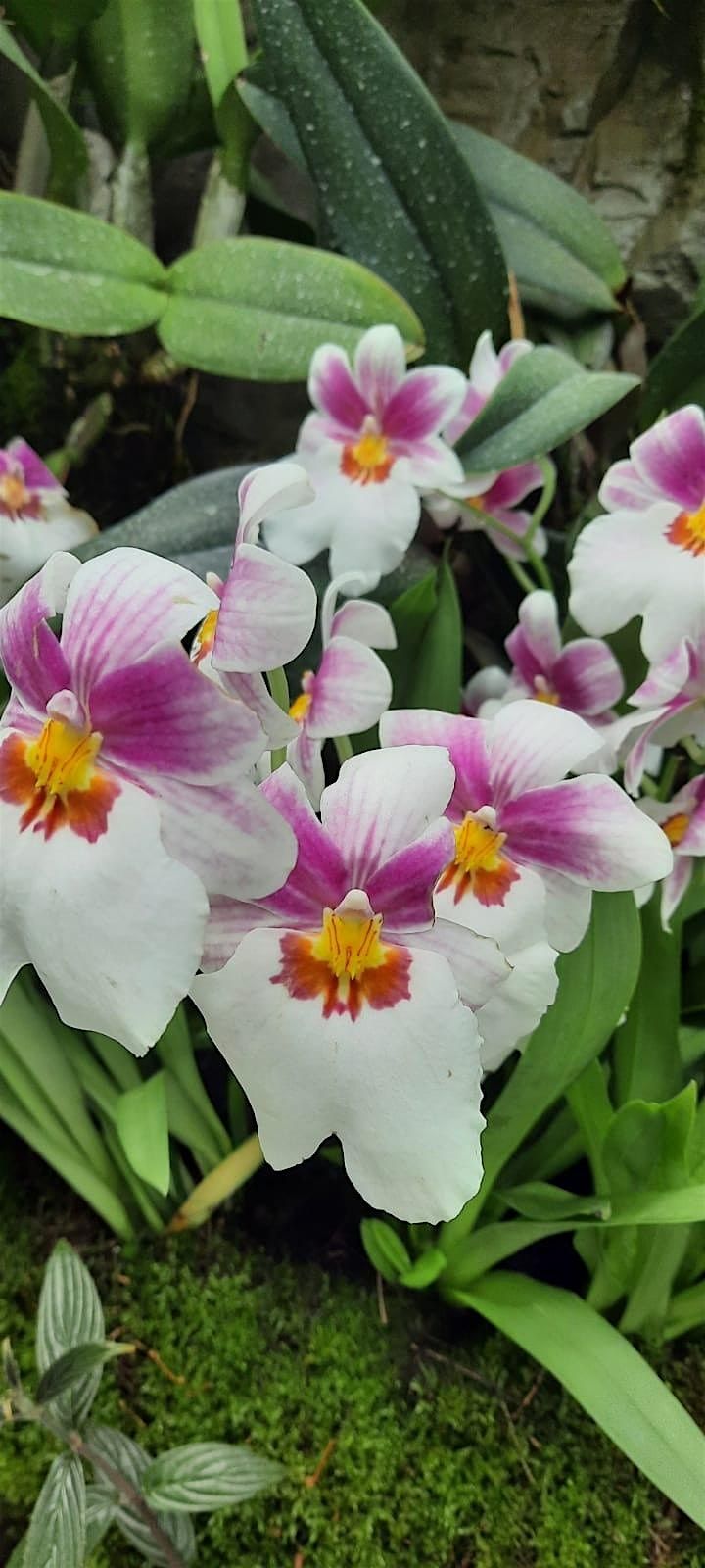 Guided Tour of National Orchid Garden, Singapore Botanical Gardens