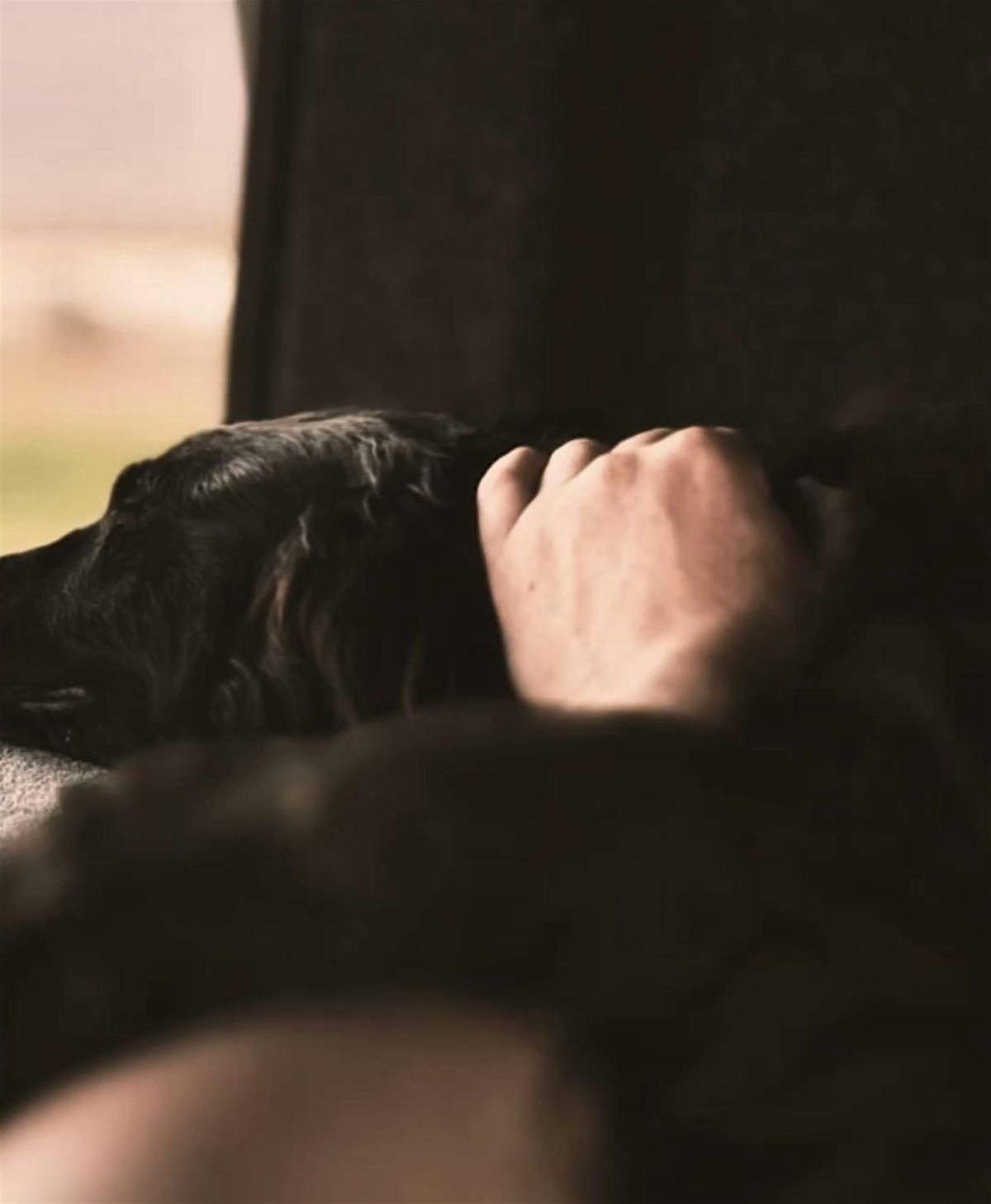 EMBODIED PULSE - Canine Edition