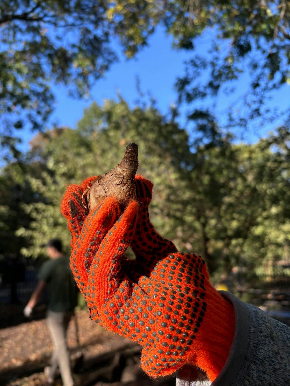 Bulb Planting, Tree Care & Countertop Compost Bin Giveaway w\/ CM Marte