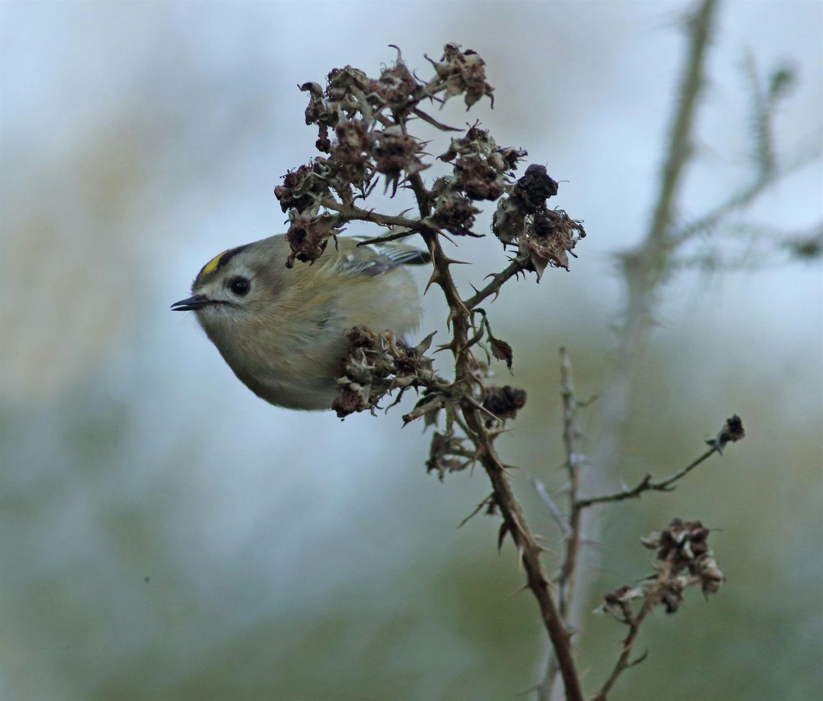 A late Autumn walk at Rye Meads