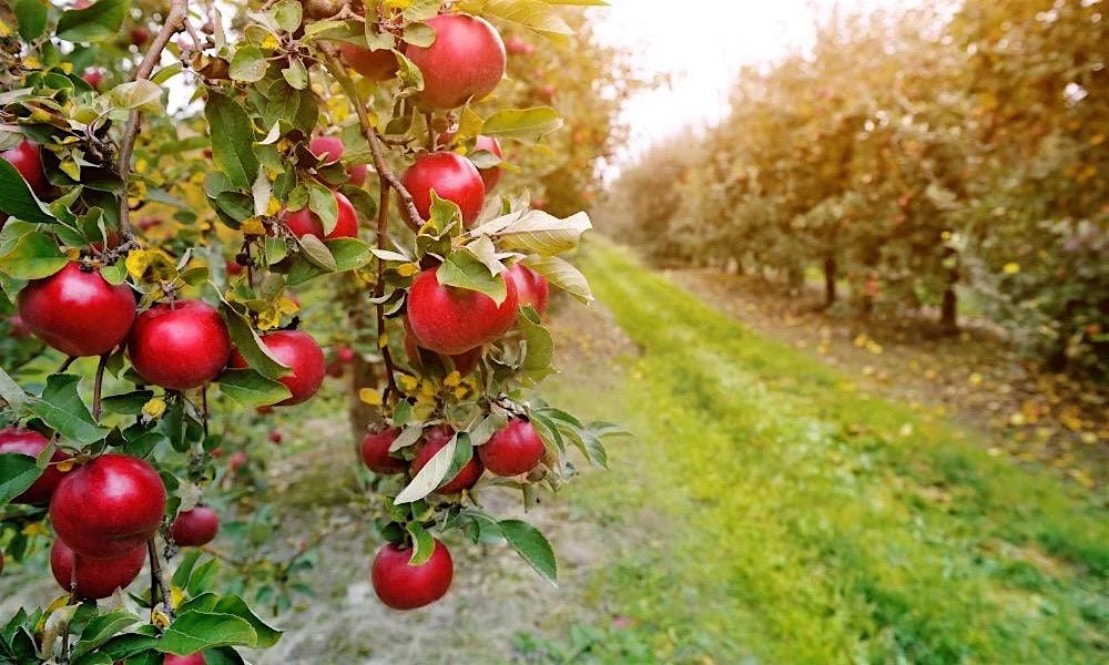 Yoga In The Orchard