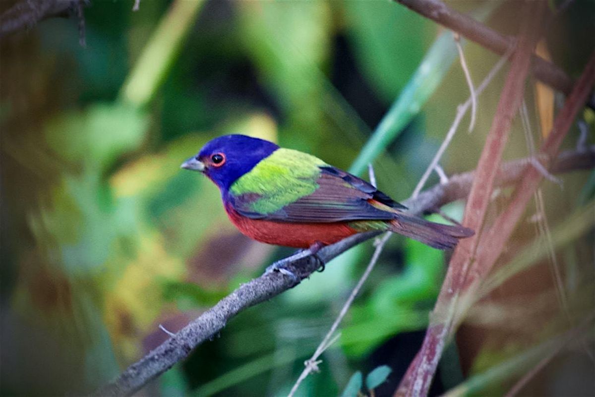 Guided Birding Walk: Spring Migration