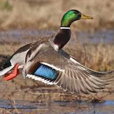 Fort Wayne Ducks Unlimited