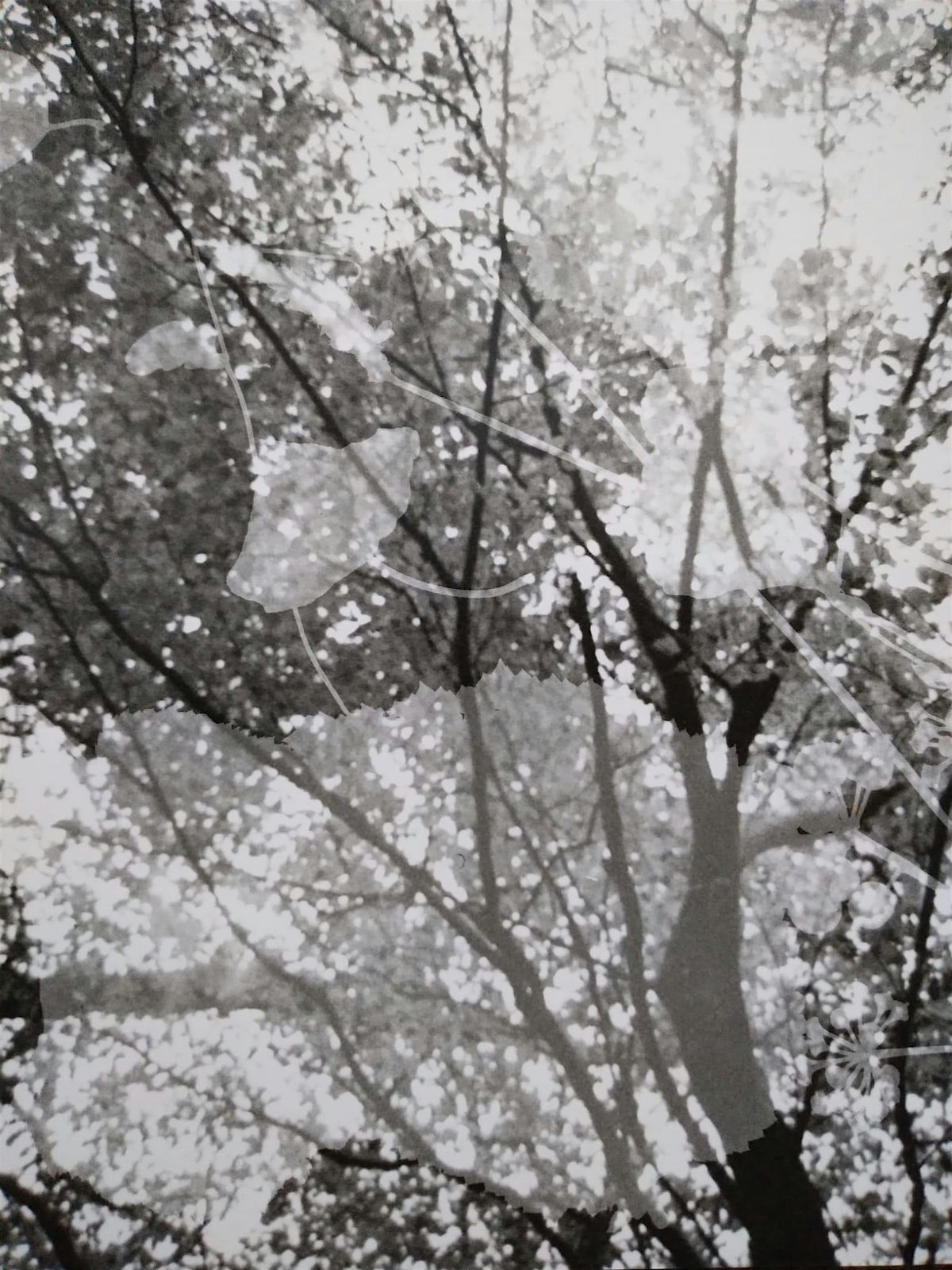 Analogue Photography and Experimental Portraiture