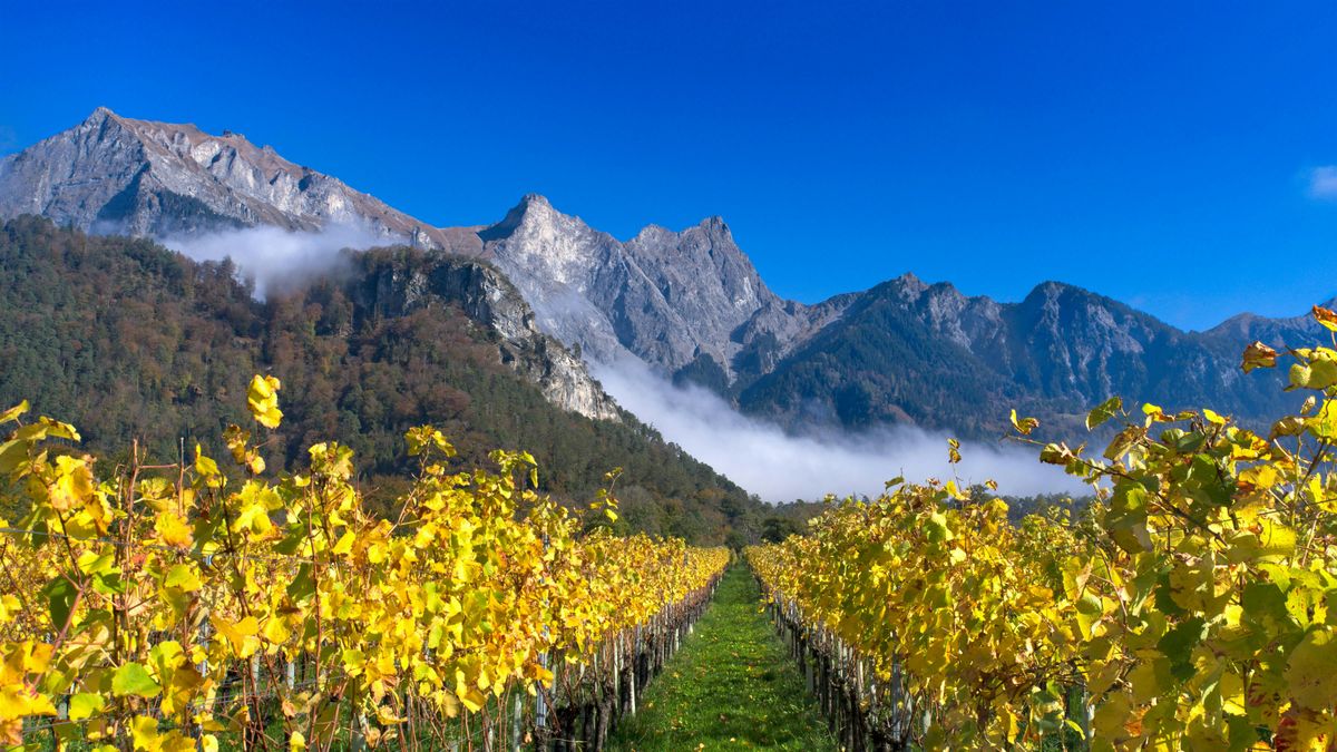 Exploring the Wines of Switzerland Masterclass and Tasting!