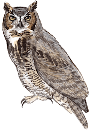 Family Program- LIVE Eyes on Owls at First Congregational Church, Natick