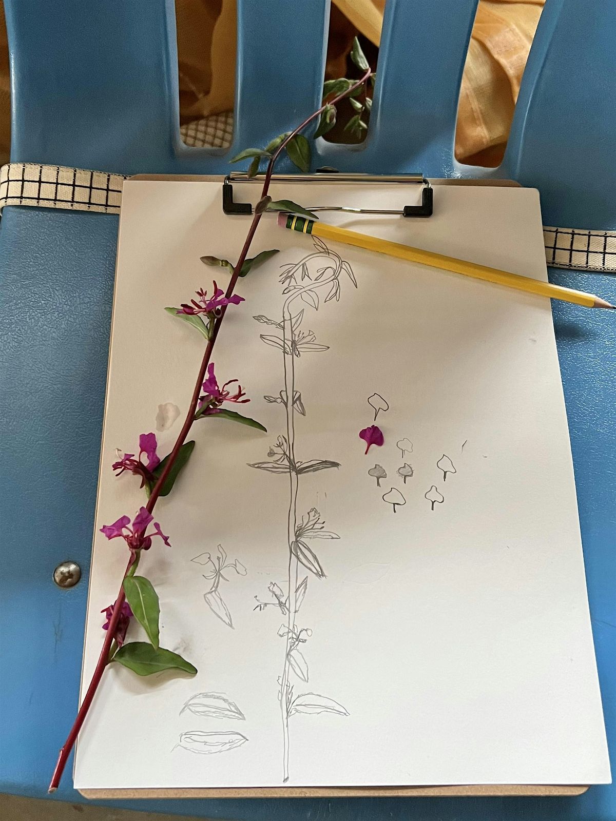 Botanical Flower Illustration Class