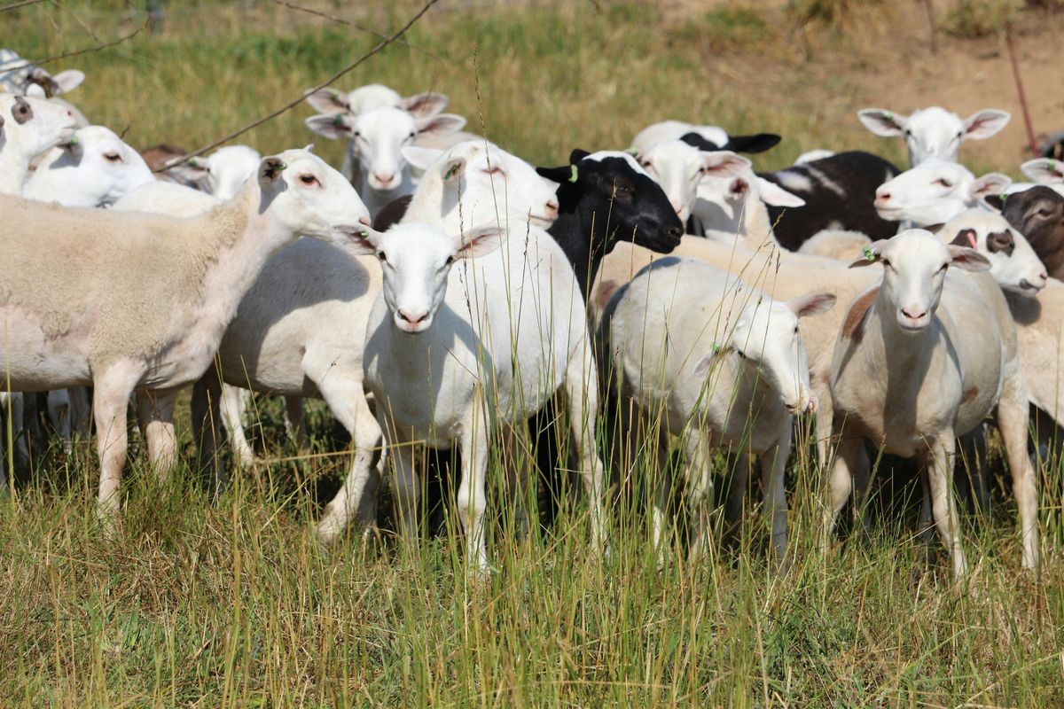 NC Sheep Producers - Annual Meeting