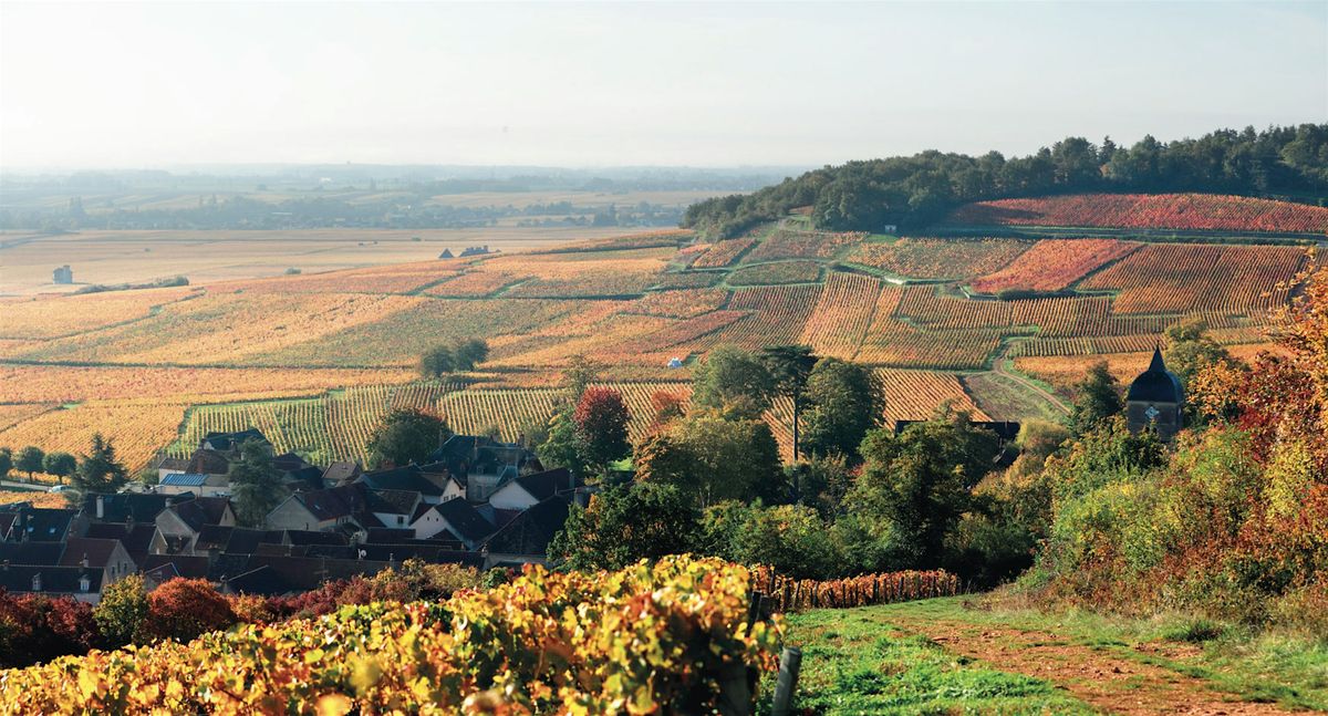 World of Wine Series: Burgundy