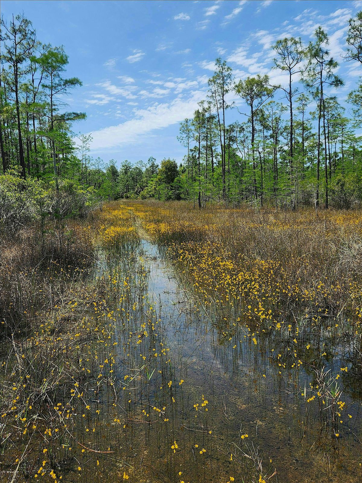 Guided Walk: CREW Flint Pen Strand Trails (Orange Trail)