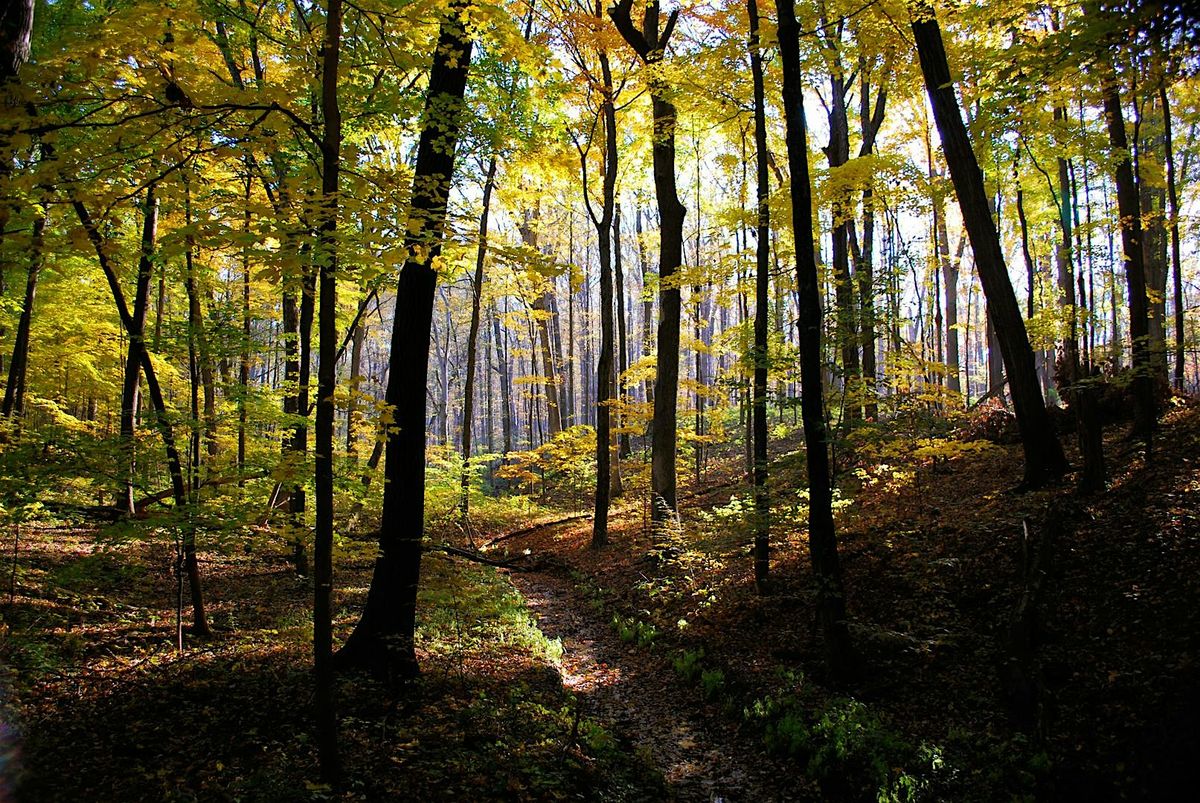 Graphic Novel Book Club: The Inner Life of Trees
