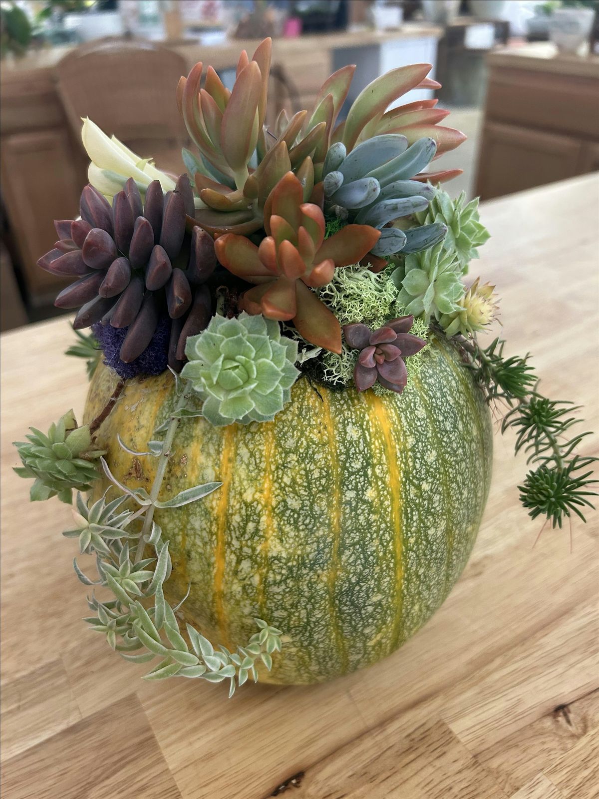 Succulent Pumpkin Centerpiece Workshop