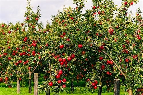 Orchard Management Day