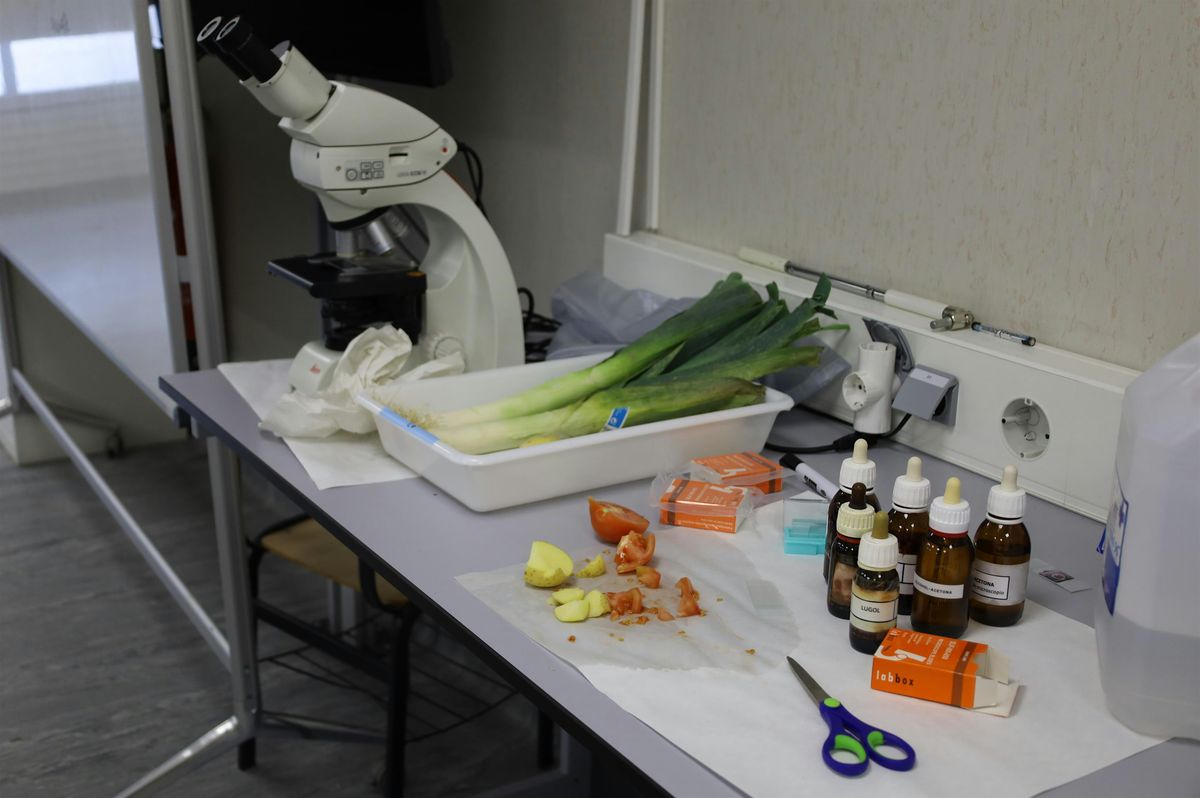 Semana de la Ciencia : \u00bfTienen las frutas Vitamina C?