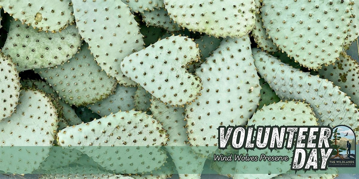 Volunteer Day: Bakersfield Cactus Planting at Wind Wolves Preserve