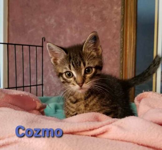 Adoption Event At Petsmart Petsmart Winchester Va June 12 2021 Petsmart Events July 2022 22312