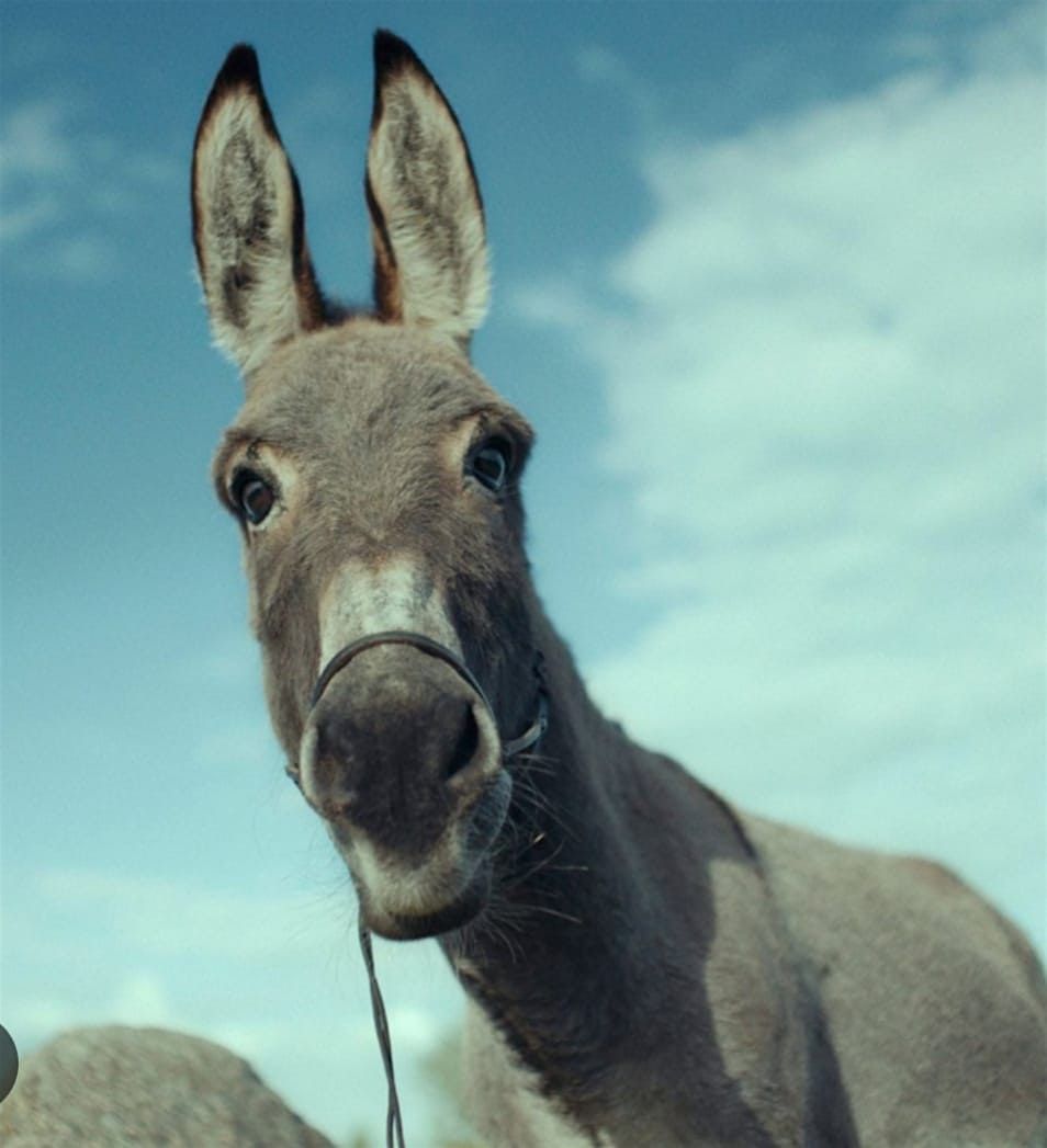 Santa Lucia il suo asino e altre stranezze\u2026