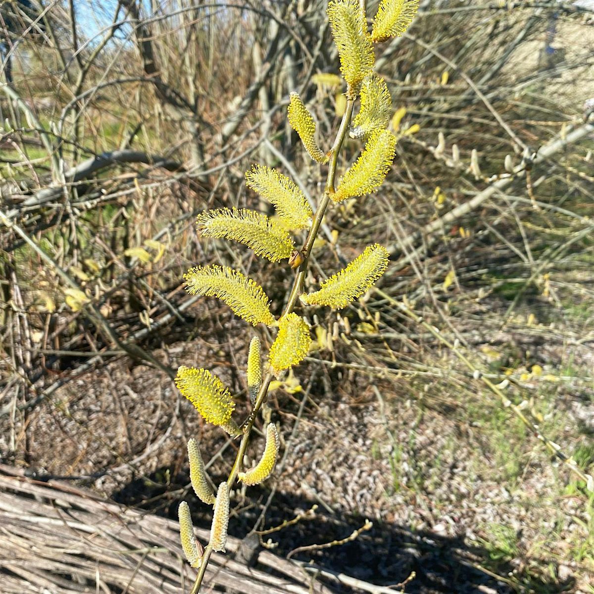 Native Plant Garden Volunteer Day at the Laguna Environmental Center