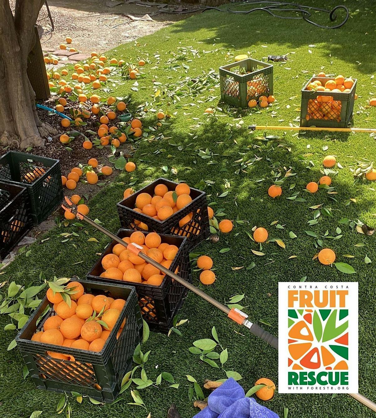 Contra Costa Fruit Rescue - Martinez Area