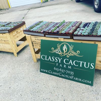 Classy Cactus Farm