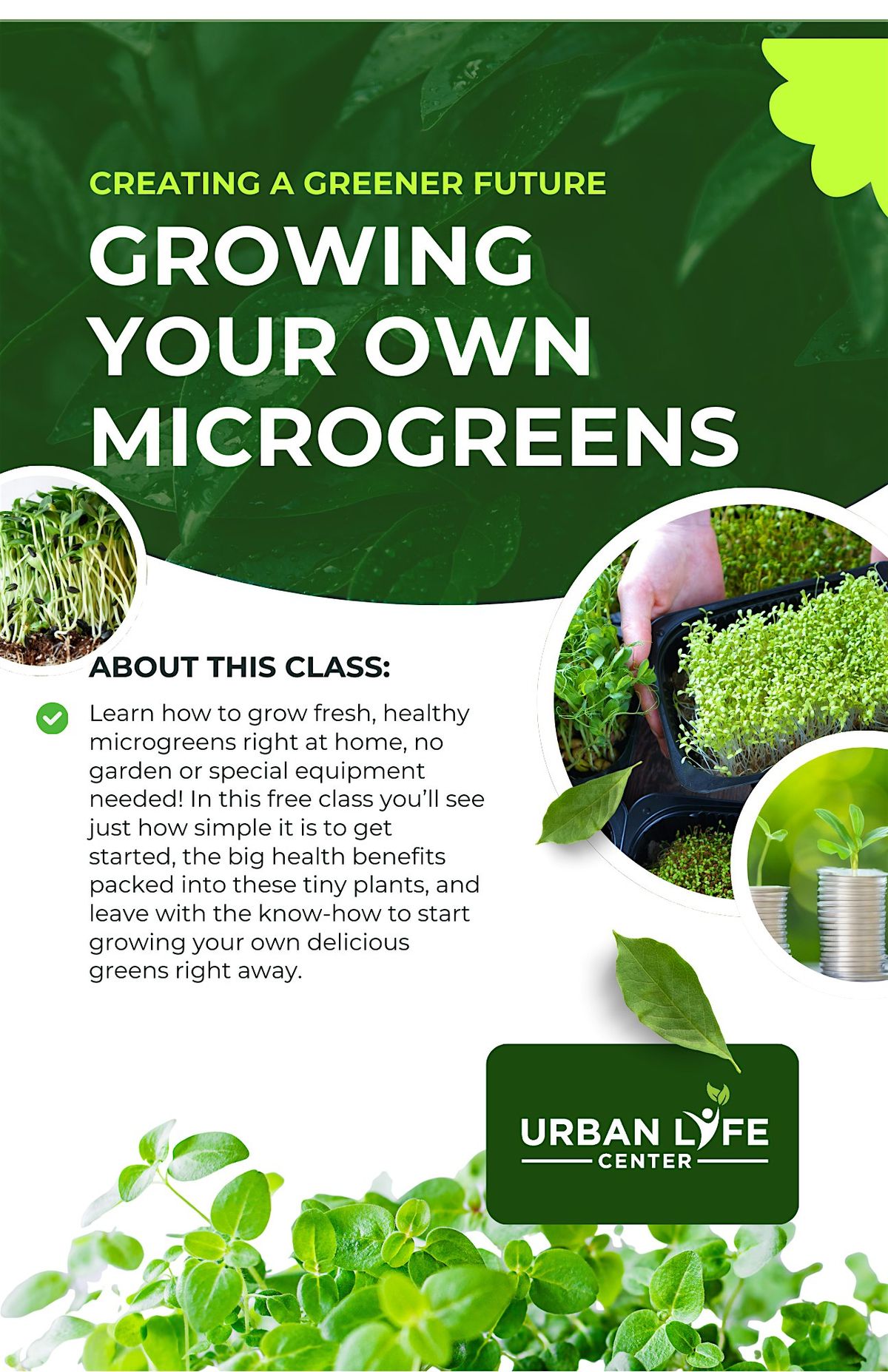 GROWING YOUR OWN MICROGREENS