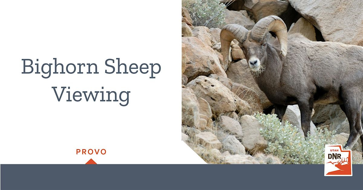 Bighorn Sheep Viewing \u2014 Provo