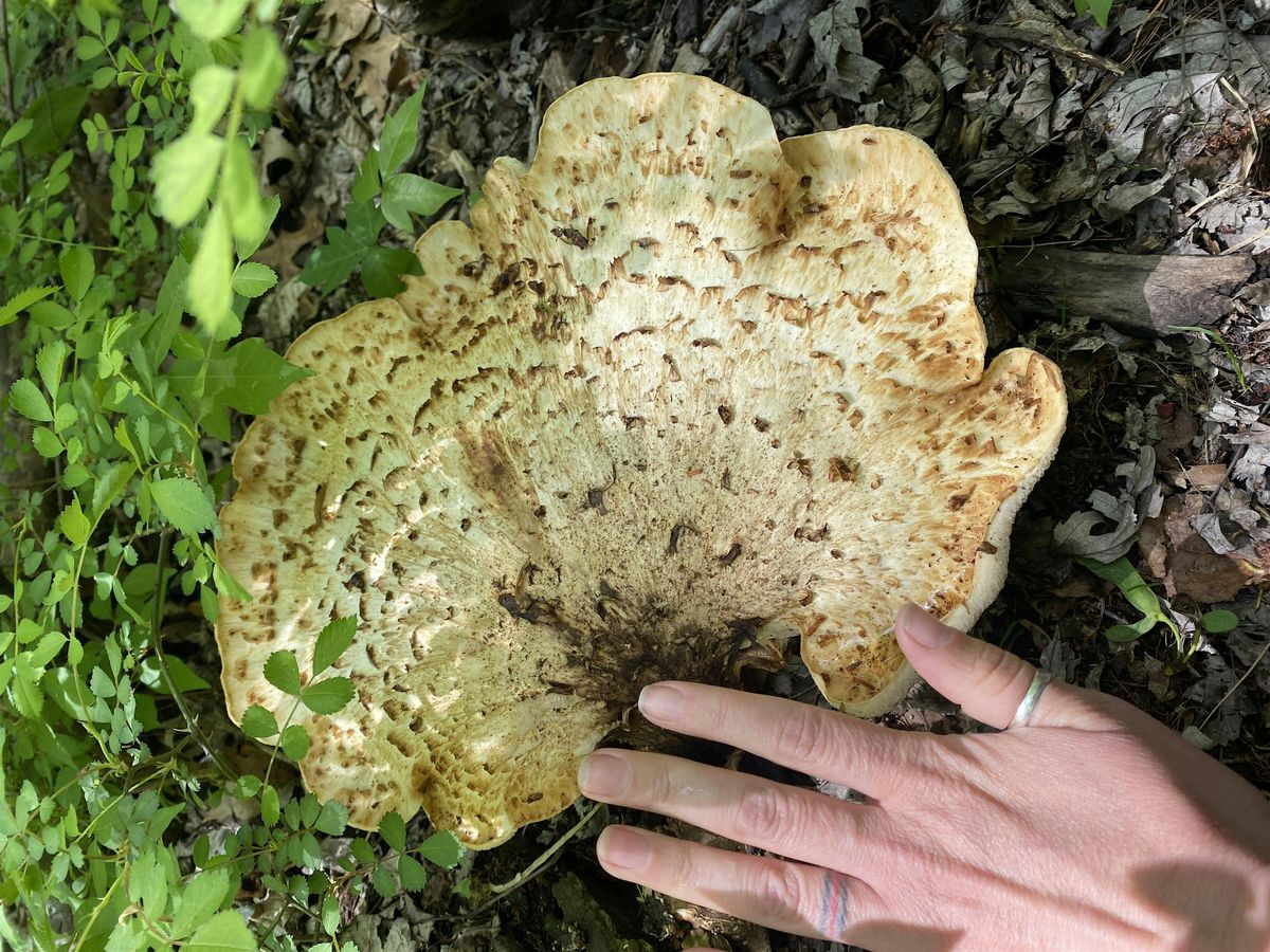 Fungi Foray