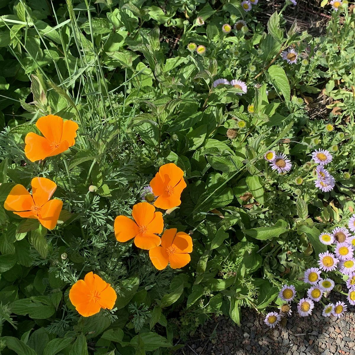 Native Plant Garden Volunteer Day at the Laguna Environmental Center