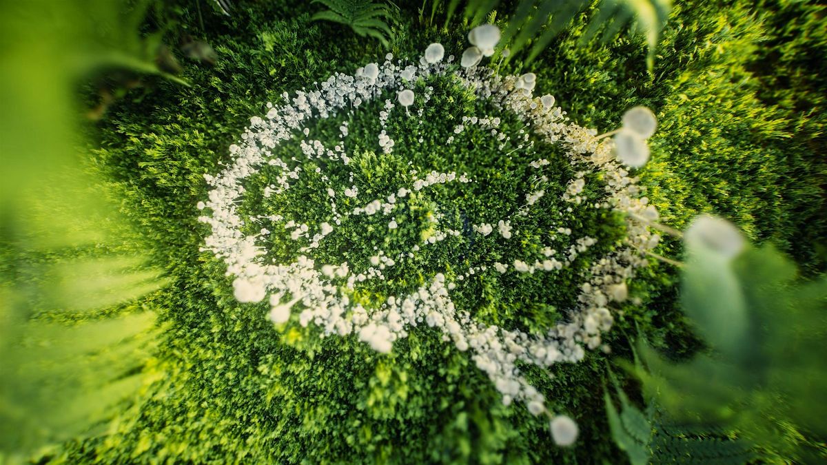 Herb Pharm Herbs and Mushrooms for Brain Health