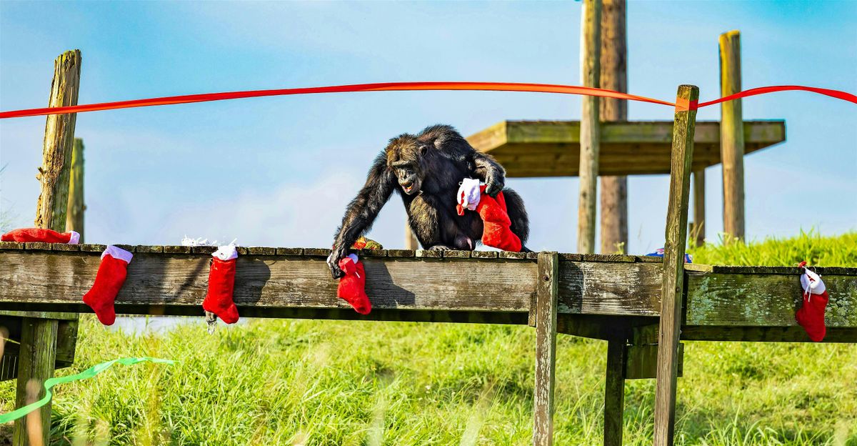 Holiday with the Chimps!