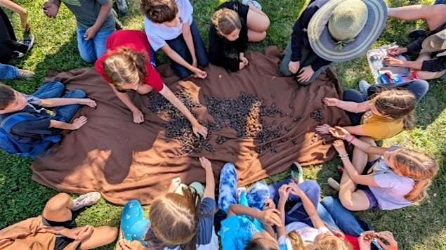 Acorn Harvest: West Sacramento