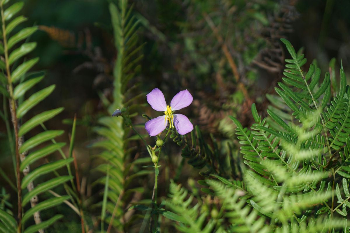 Winter Wildflower Wander
