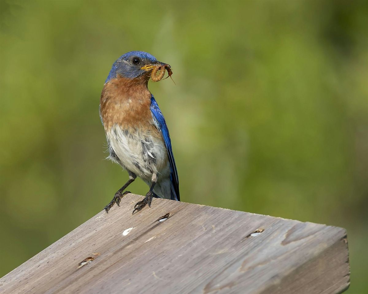 Discover the World of Eastern Bluebirds with Judy Jones