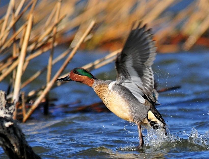 Queer Birders Club: Lake Padden Playground